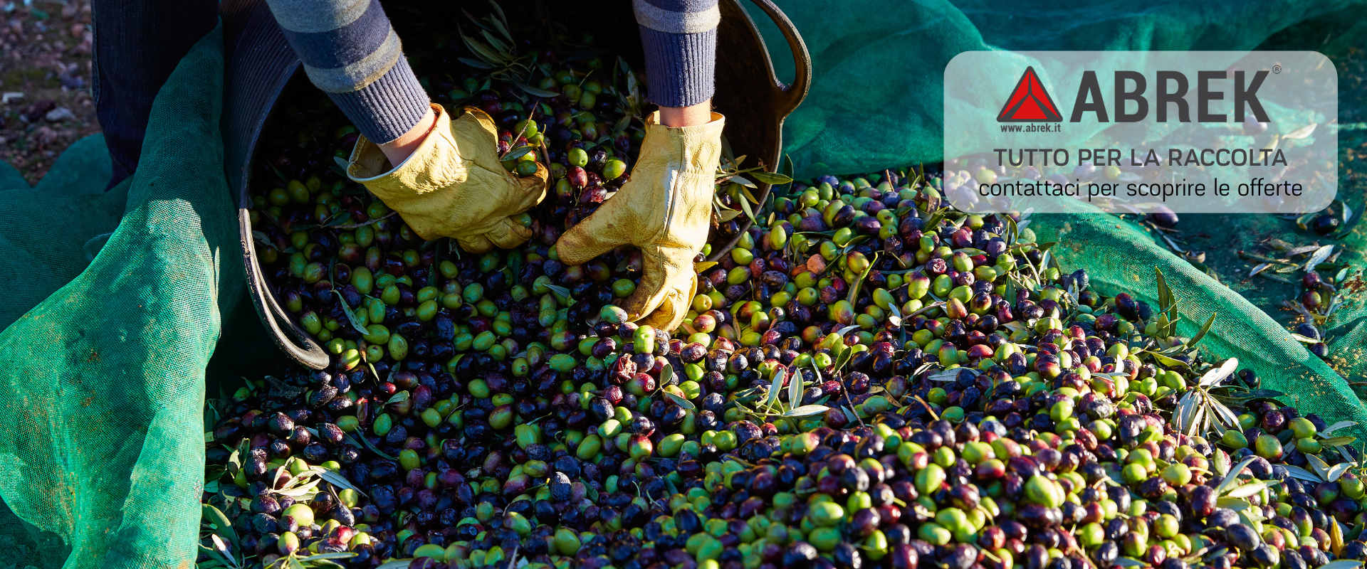 Raccolta olive Abrek